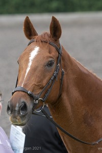 ISIS Dressage Challenge 2008